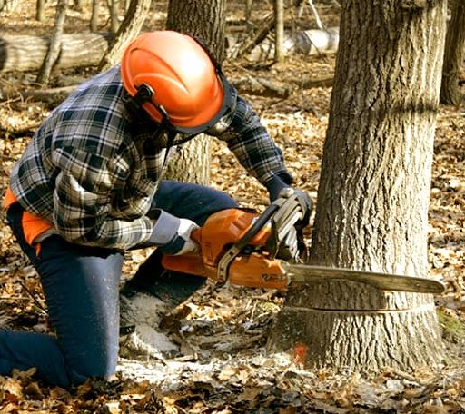 Tree Removal in Clarissa, MN